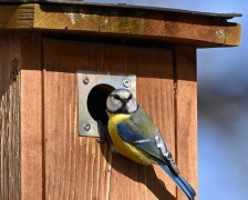 Tillverka dina egna fågelholkar i Våxtorp 16 och 23 mars kl. 13.30-16.30.