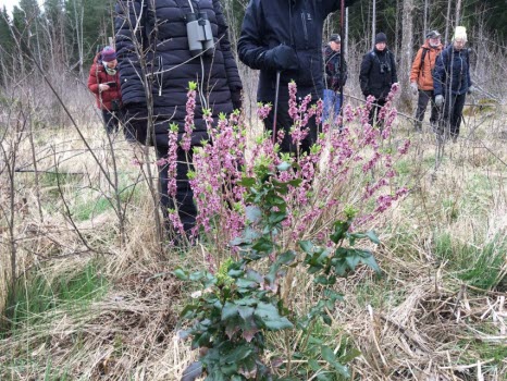 240418 Fågelskådning vid Halla