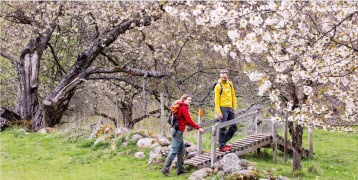 Högaktuellt: KÖRSBÄRSPARADISET VÄSTER OM BILLINGEN "Nu blommar körsbärsträden (6/5-24)"