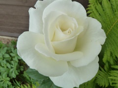 Sverigevandraren Tommy Nilsson Blomstergården förr o nu 13 maj 2026