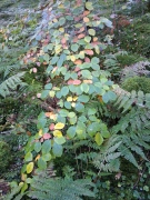 Månadsmöte 23 oktober