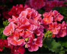 Dax att anmäla sig till pelargonresan om du vill åka med