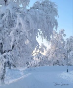 22 januari börjar vi med torsdagspromenaderna efter juluppehållet