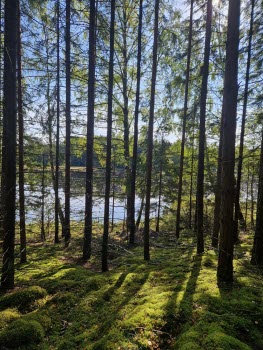 240917 Vandring vid Gälkhyttedammen Sörmlandsleden