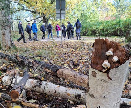 241011 Vandring på Femöre