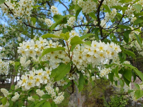 Närbild av häggblommor