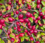 Vinnare i 100-kronorslotteriet