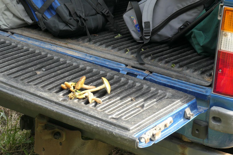 Claes plockade sina svampar direkt i bagagerummet