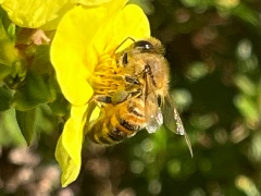 Ordförandes julhälsning