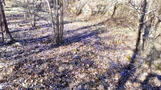 Luftgevärsskytte den 22 mars 2026