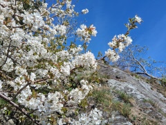 Månadsmöte 22 maj Bokenäs Bygdegård kl 14