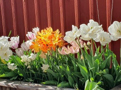 Dags för anmälan! Månadsmöte 21 maj 13.30, i Samlingslokalen på Humlegården