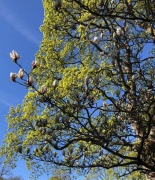 Rapport från guidad visning av planterade träd
