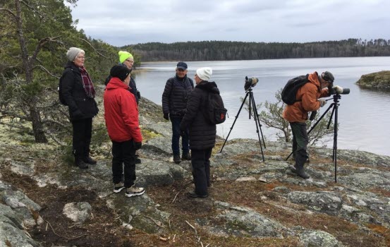 240418 Fågelskådning vid Halla