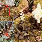 Studiebesök i Bergianska 251204