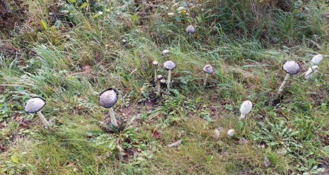 230922 Vandring Ålbäck och Långsjön