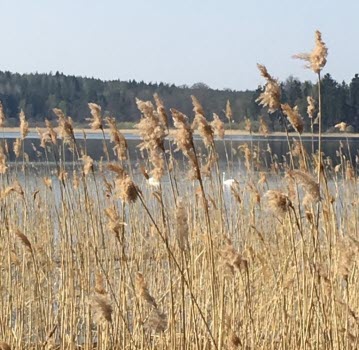 190426 Vandring vid Harhålet.