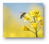 Vi hälsar våren i Slottskogen