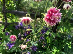 2025-11-10 Promenad i Vämö-parken