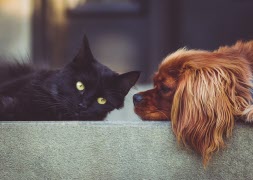 Katter och hundar söker jourhem