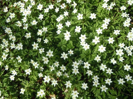 Vårbild till startsidan