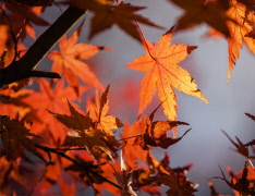 Välkommen till Medlemsträffen 27 november!