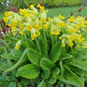 Månadsmöten i SPF Seniorerna Gullvivan, våren 2026