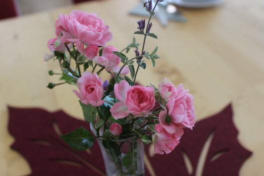 Rosa nejlikor