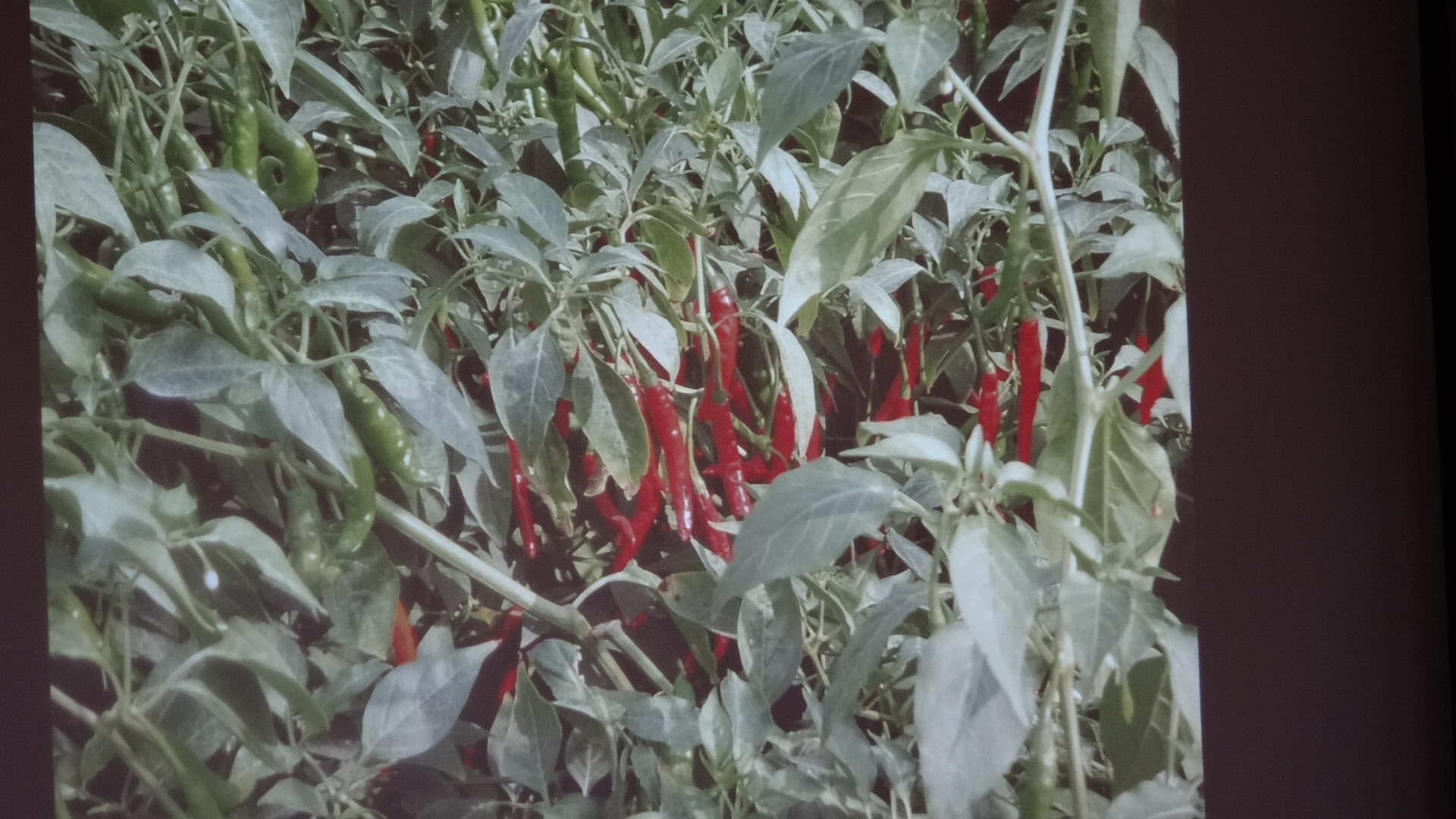 Hot Chili pepper.