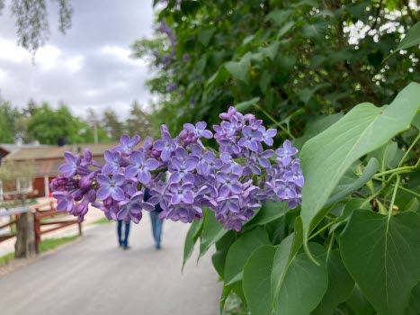 20230525 Heldagsutflykt