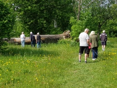 Naturpromenad 8 juni Herrfallsäng