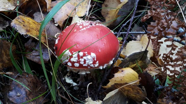 Natur