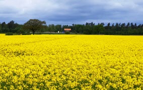 Program Våren och Hösten 2025