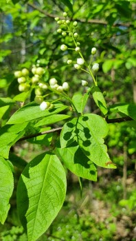 240507 Vandring runt Duveholmssjön