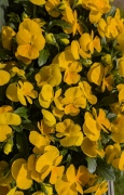 Sommarhälsning