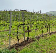 Välkommen till en utbildning med vinprovning 6 maj