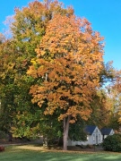Månadsmöte torsdag 20 november
