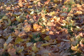Musik i Marieborgskyrkan