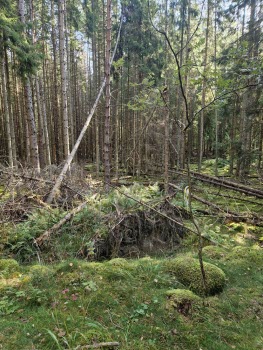 240917 Vandring vid Gälkhyttedammen Sörmlandsleden