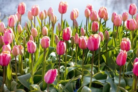 Månadsmöte 7 maj 2026