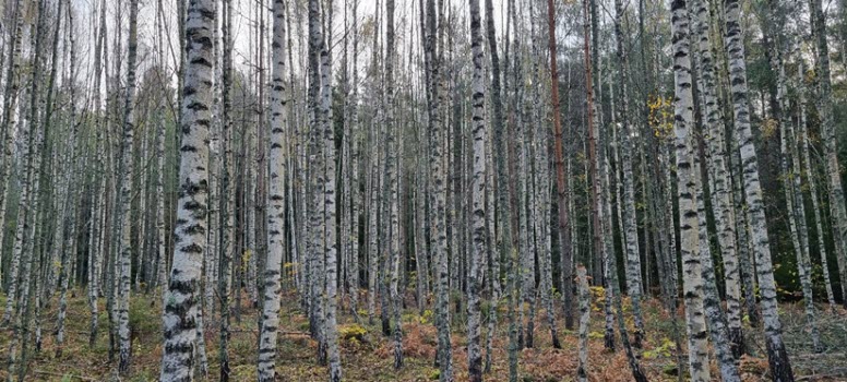 20231017 Vandring i Stigtomta