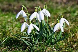 Månadsmöte med årsmötesförhandlingar torsdagen     den 26:e februari.