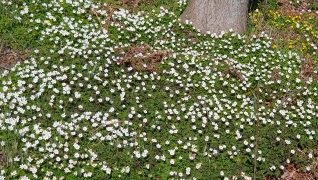 Nu är programbladet 2026 här!