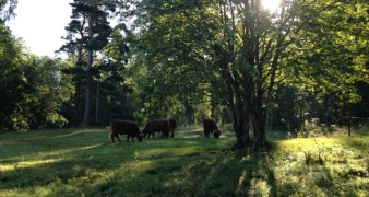 SPF dag i Mellstaparken