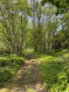 Skogspromenad med seniorföreningen Sagsjön