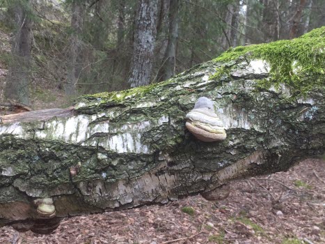 Natur- och kulturvandring