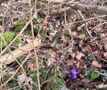 Vad händer under april?