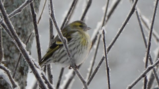 Detta händer i februari 2026