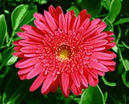Röd blomma