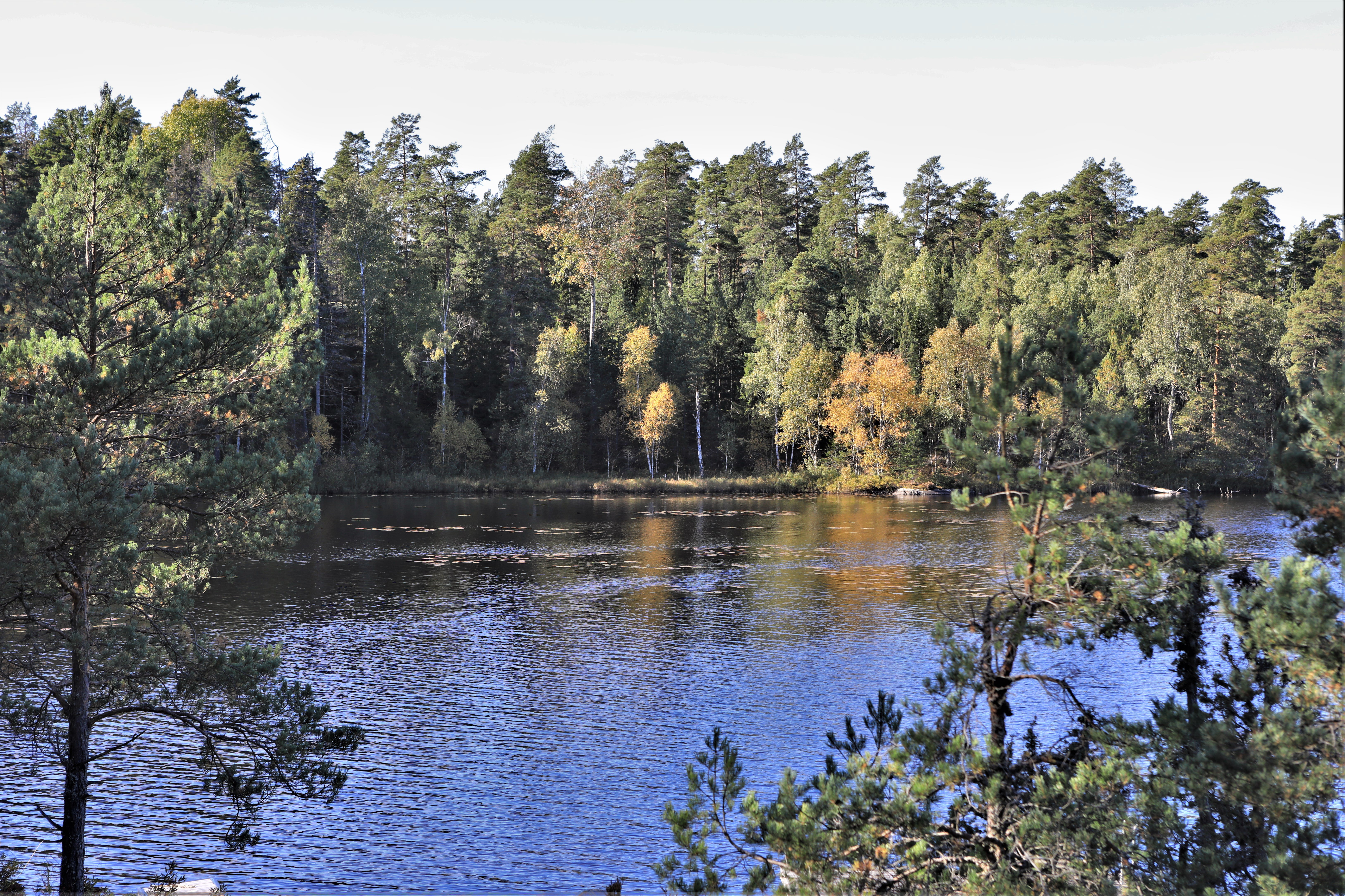 Sjön i Vargmossens naturreservat